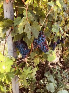WERBUNG Gastbeitrag von Judith @julesloveandlife: Ein Weingut in der Toskana