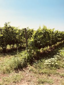 WERBUNG Gastbeitrag von Judith @julesloveandlife: Ein Weingut in der Toskana