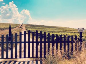 WERBUNG Gastbeitrag von Judith @julesloveandlife: Ein Weingut in der Toskana