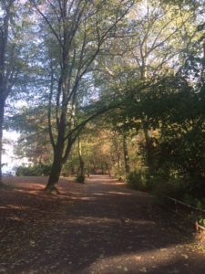 WERBUNG: Herbstimpressionen, dazu Gedanken zum seelischen Tief und Johanniskraut