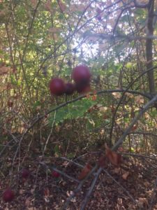 WERBUNG: Herbstimpressionen, dazu Gedanken zum seelischen Tief und Johanniskraut