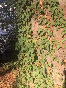 WERBUNG: Herbstimpressionen, dazu Gedanken zum seelischen Tief und Johanniskraut