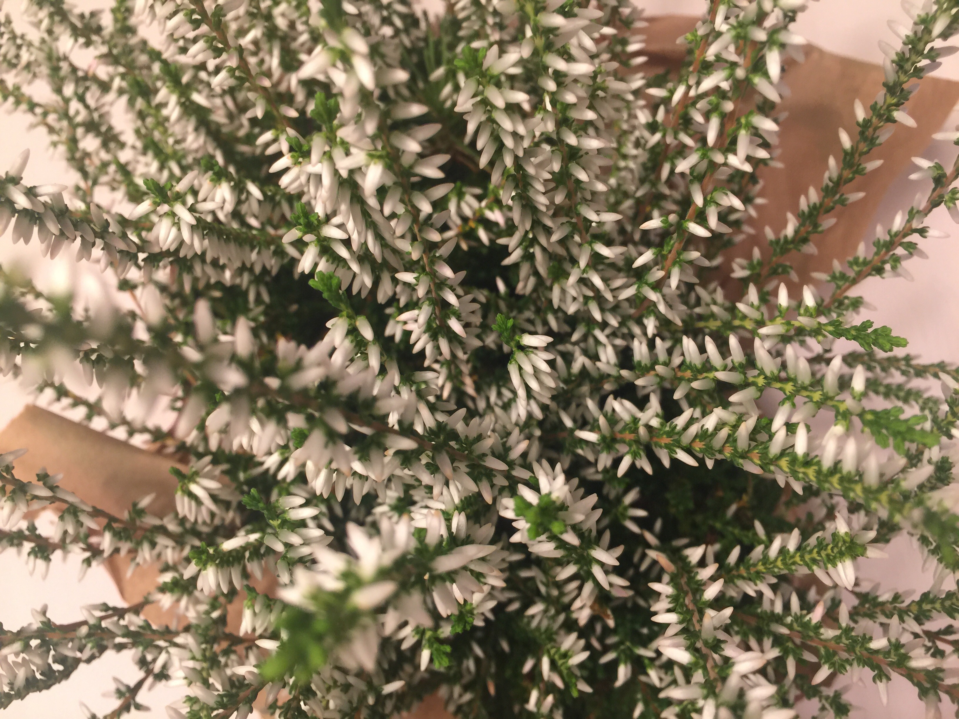 DIY Kränze und Teelichter mit Erika und Eukalyptus
