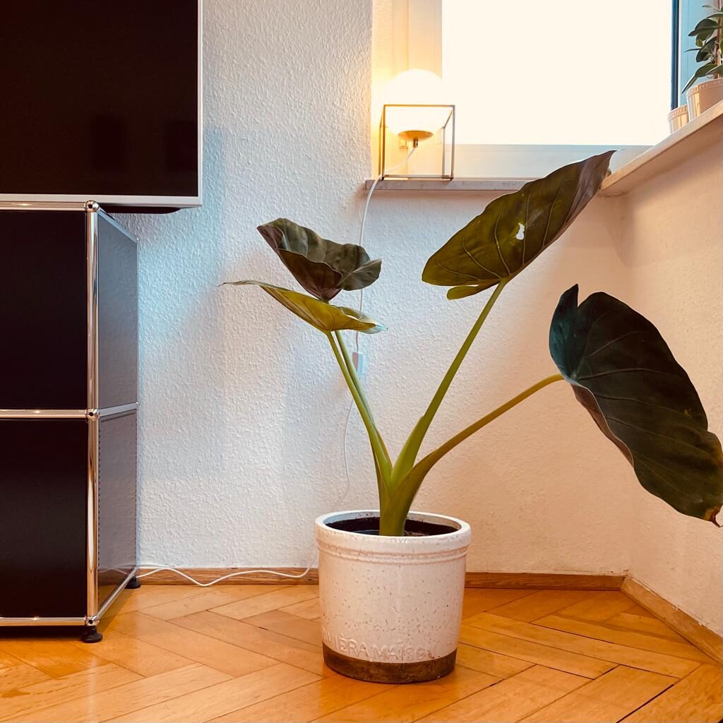Wohnzimmer gemütlich Pflanze